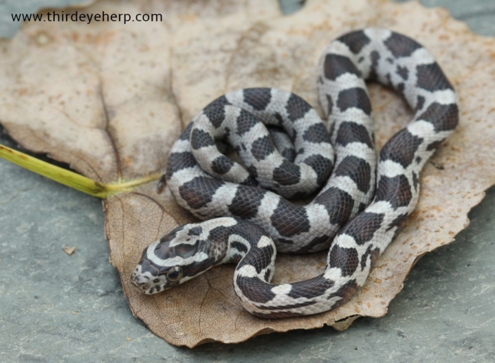 Miami Corn Snake